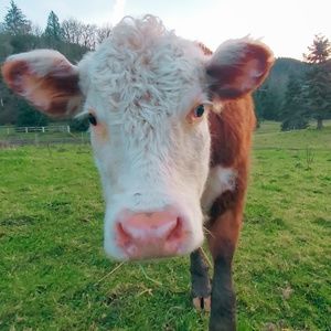 Meet your Posher, Kaylin